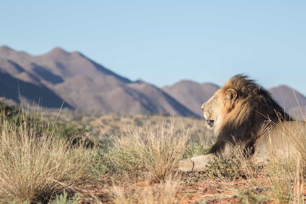 The green Kalahari is Nature at its most diverse.