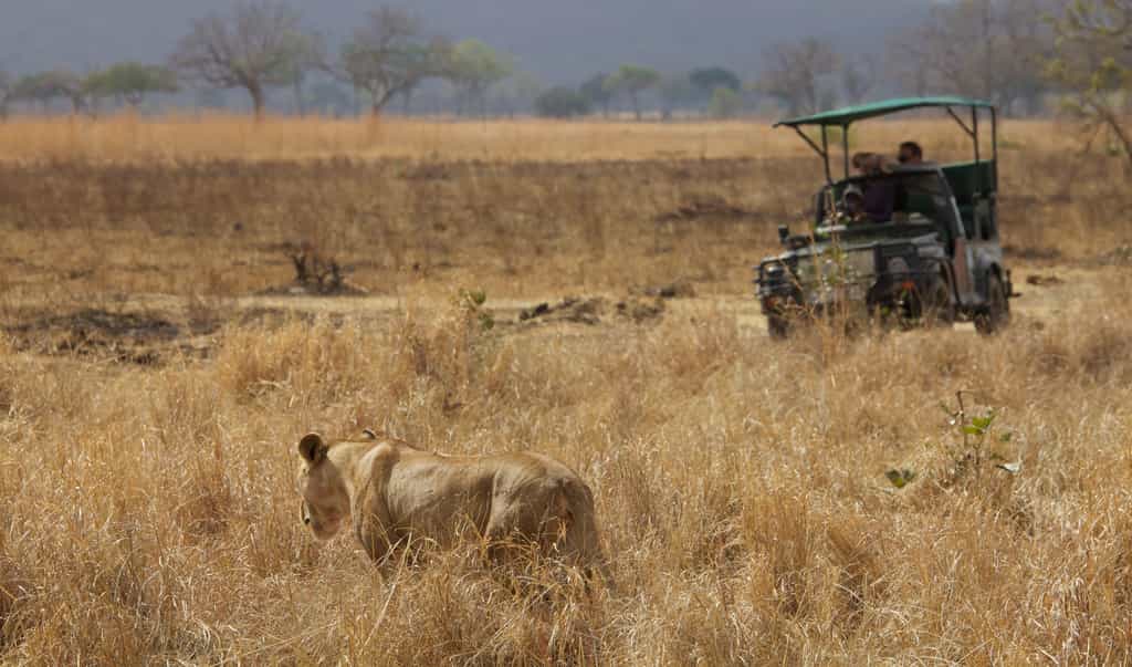 Open vehicles with well trained guiding enhances the experience 