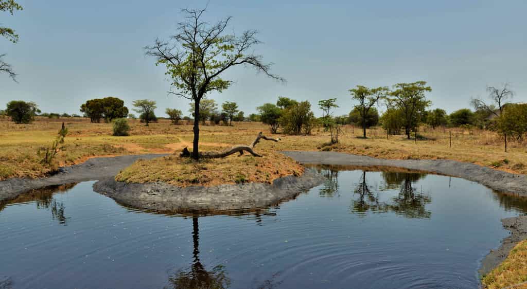 Watering Hole