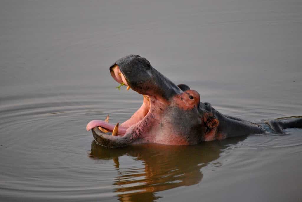 Hippo