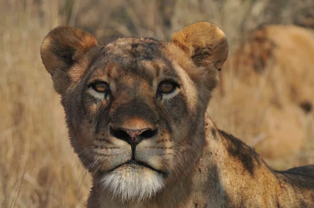 Lion