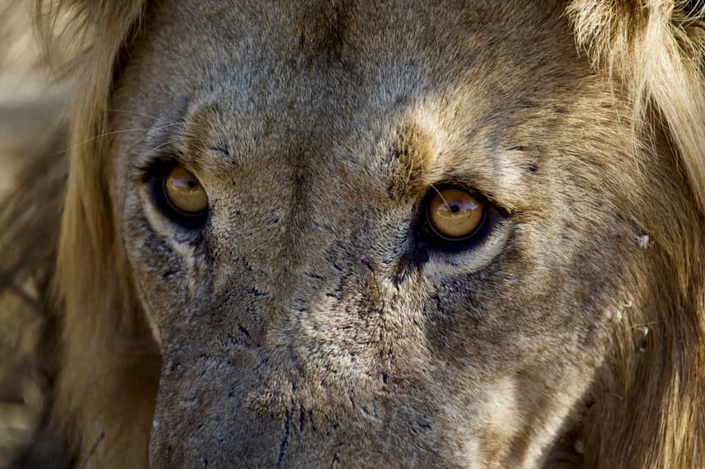 Lion