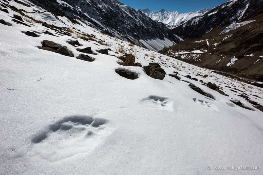 Tracks in the snow