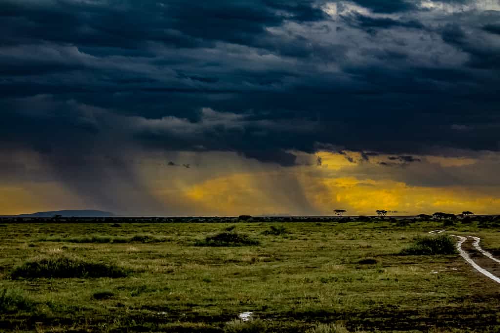 Over two million migratory animals made up of several species wildebeest, zebra, eland and Thompson gazelle move clockwise from Ngorongoro and the Southern Serengeti to the Northern Serengeti into Kenya and back.  This migration route happens because they follow the rains and therefore the new grasses which grow up rapidly.