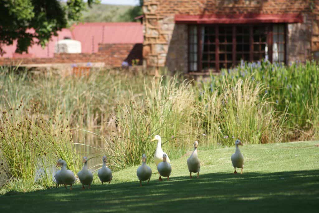 wildlife on site