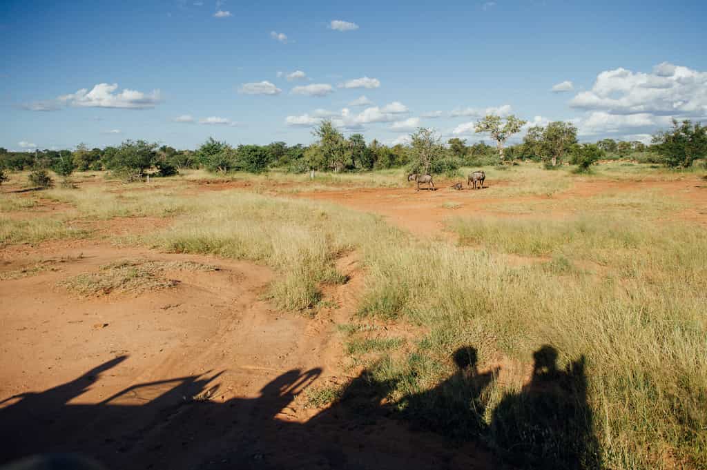 Shadows on game drive 