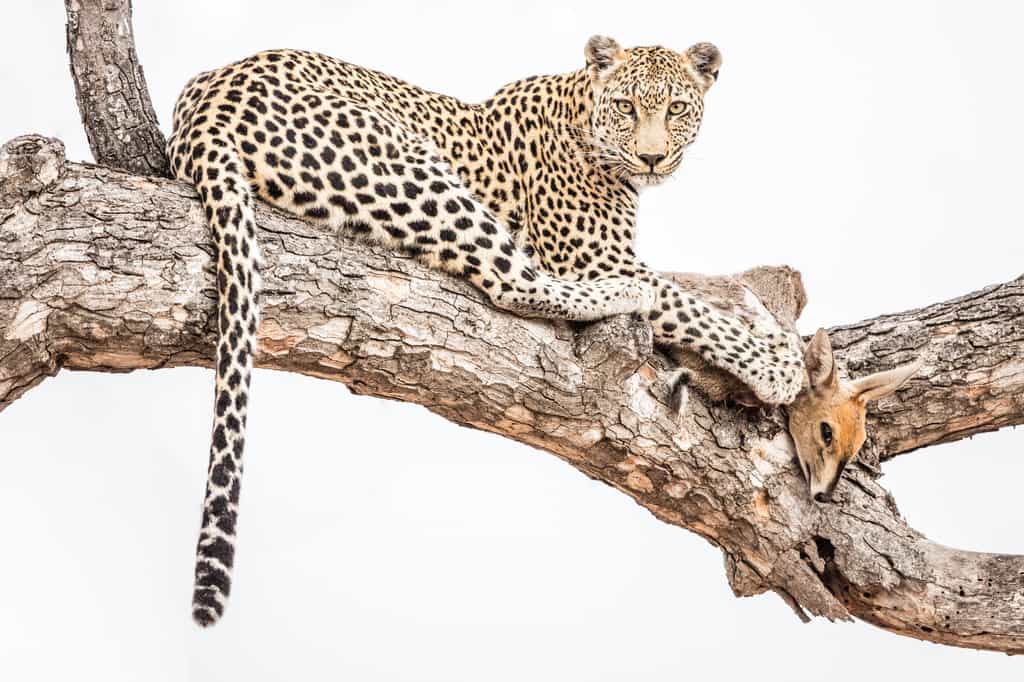 Leopard kill on safari
