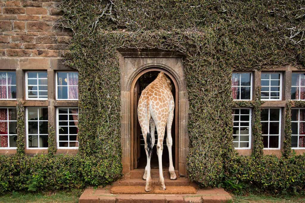 Epic giraffe moments