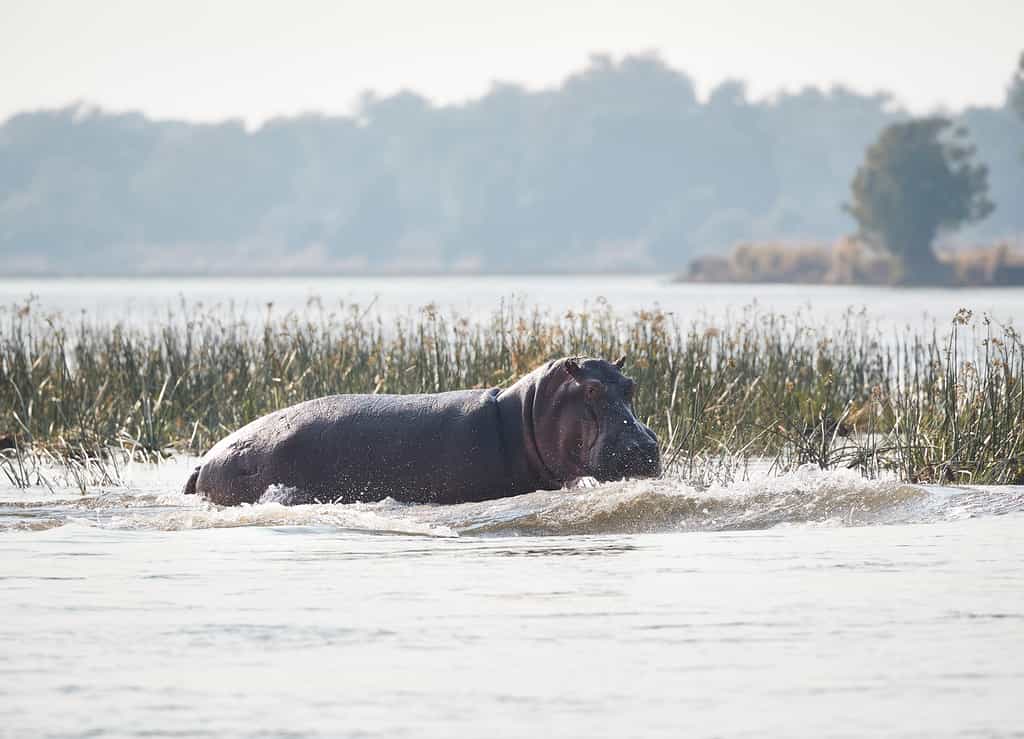 Wildlife