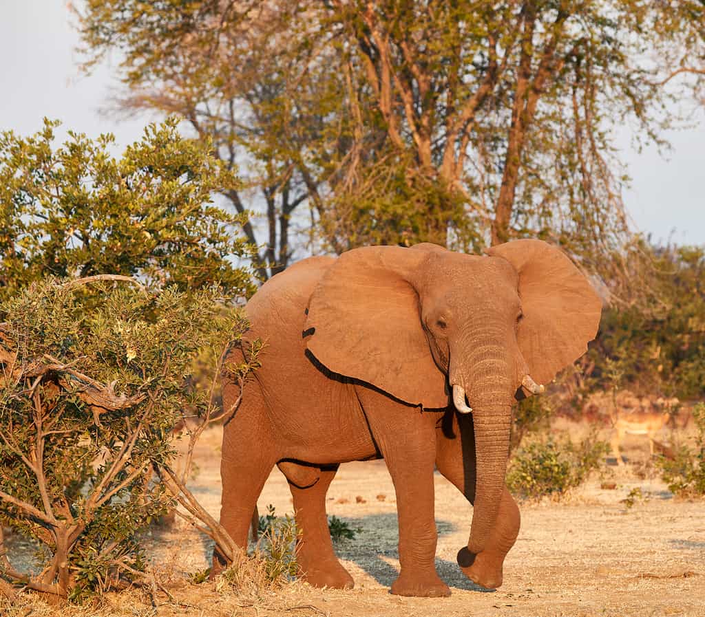 Wildlife