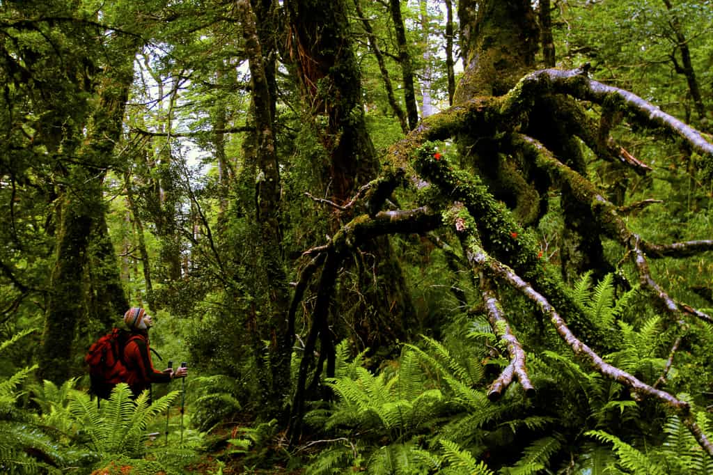 An invitation to explore and connect with the legendary Chilean Patagonia. The setting offered by the fjords and the National Park Queulat is sublime, with an extraordinary botanical variation together with the summits and snowdrifts are terrific and challenging.