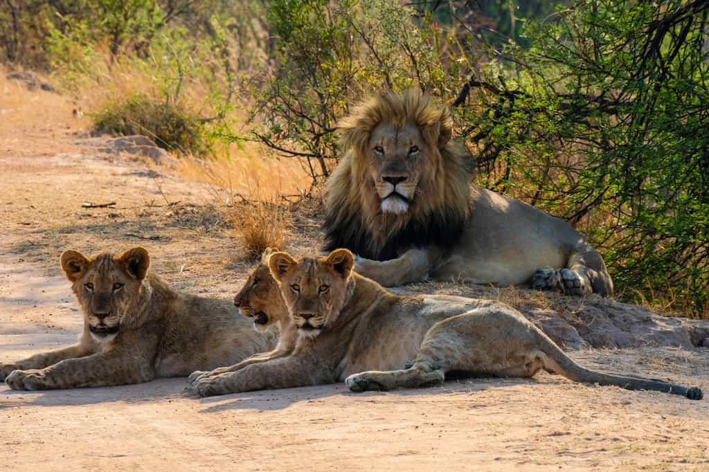 Honeyguide Ranger Camp, Waterberg | Timbuktu Travel