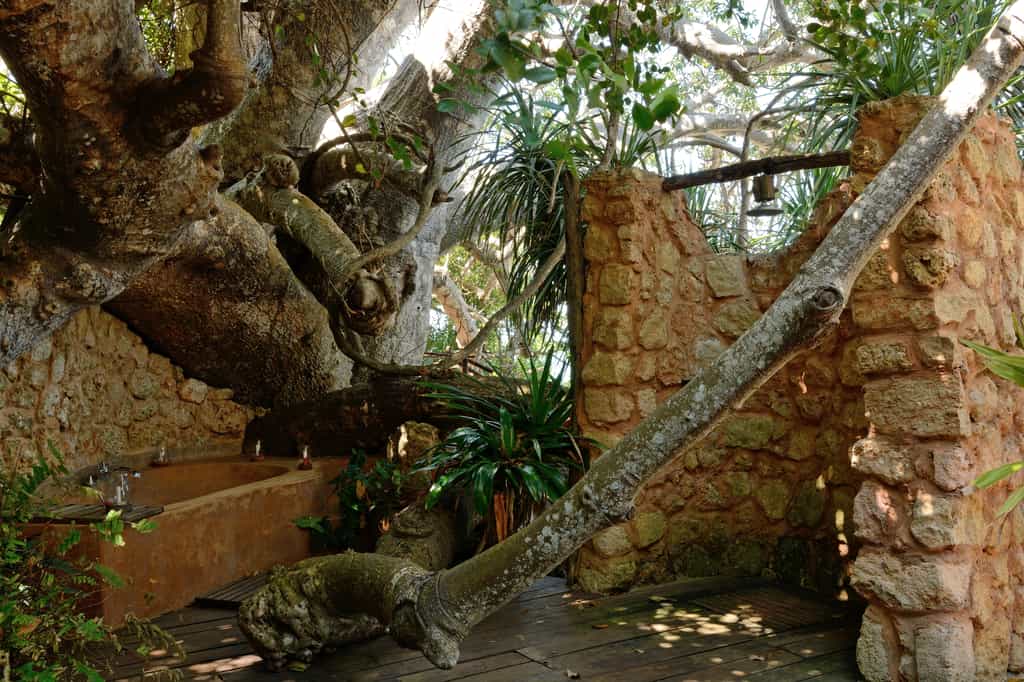 Baobab Suite