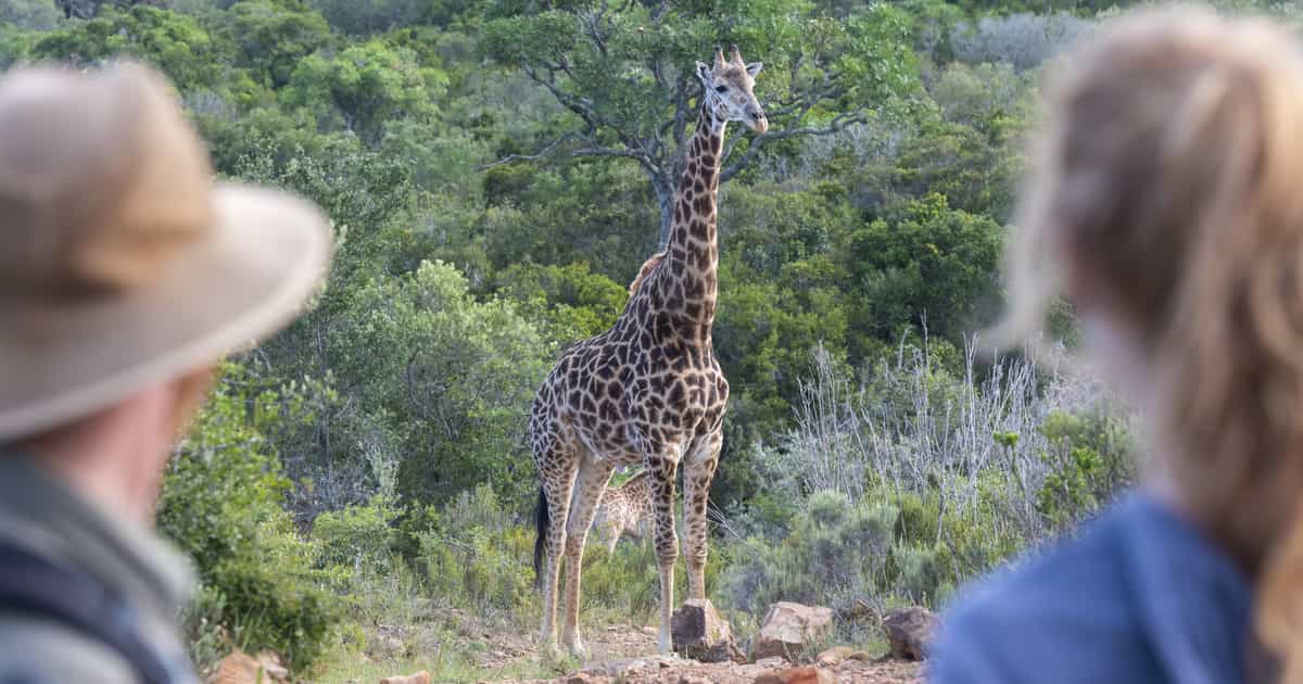 Go giraffe tracking in Bellevue Forest Reserve | Timbuktu Travel