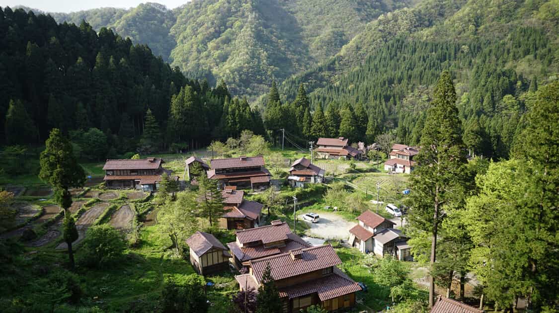 ビカクシダ MOUNTAIN VILLAGE ozuchi.jpg