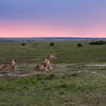 Kenya Safari