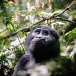 Lifelong Memories in Eastern Africa