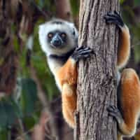 Madagascar