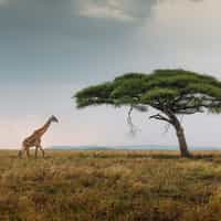 A magnificent safari