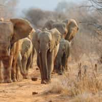 Best service to organize a trip to Africa