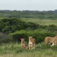 Easiest safari planning ever!