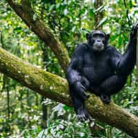 What a truly easy way to book and get the best price for my trip to Uganda.