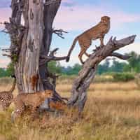 Timbuktu Travel - Exceptional Africa Travel Planning Experts. Nicely Done!