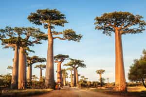 Madagascar