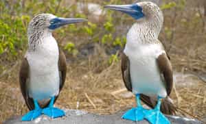 Explore Galapagos Islands while on Achipel 1