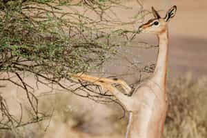 Samburu