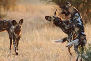 Track the wild dogs in Ruaha