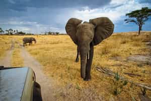 Track Ruaha's wildlife on a game drive