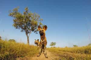 Track Nyerere's wildlife on a game drive