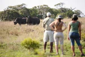 Phinda Private Game Reserve