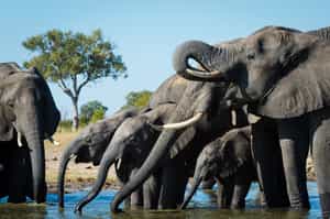 Witness the huge elephant herds of Hwange