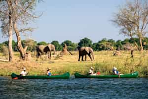 Go on a canoe safari down the Zambezi, Mana Pools