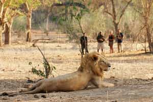 Go on a guided walking safari along Lower Zambezi 