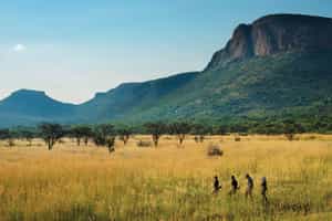 Spot wildlife on a Waterberg bush walk