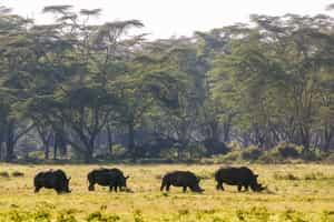Lake Naivasha