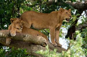 Spot the tree-climbing lions of Ishasha