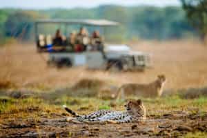 Track wildlife on a game drive in Kafue