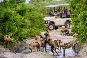 Track Linyanti's wildlife on a game drive