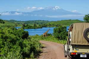 Track wildlife on a game drive in Arusha