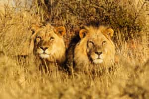 Kalahari Namibia