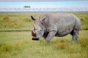 Spot the Black and White Rhino in Lake Nakuru