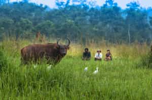 Search for wildlife on a bai walk in Odzala-Kokoua