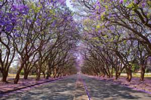 Harare