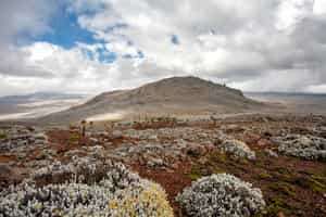 Bale Mountains