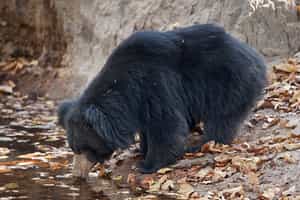 Bandhavgarh National Park