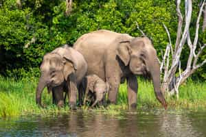 Yala National Park